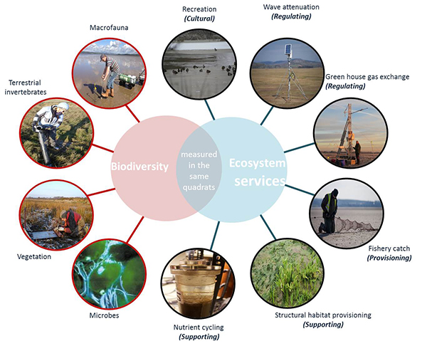 Biodiversity and ecosystem services_w