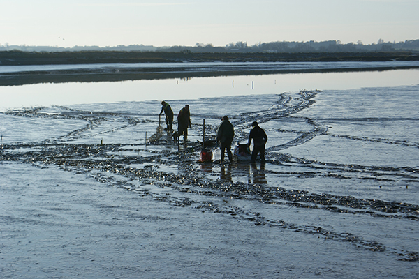 Essex Marshes in winter