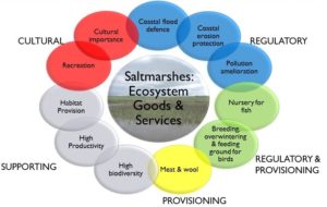 Saltmarsh ES Bubble Diagram_Colour