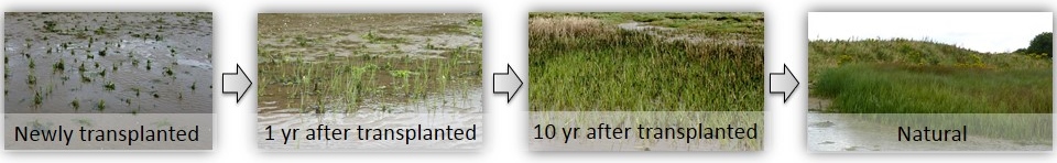 Photos showing the different height and density of saltmarsh plants from newly transplanted sites to the natural site.
