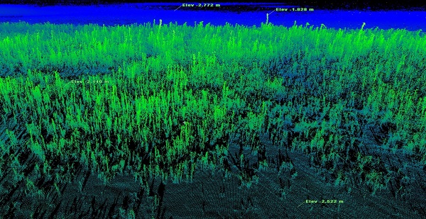 Figure 3: This 3D image from the map is coloured by elevation clearly showing the lower elevation of the mudflat in royal blue in the background and the tops of vegetation in green.