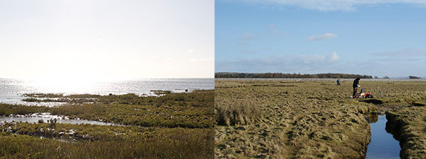 Tillingham Marsh in Essex and West Plain in Morecambe Bay