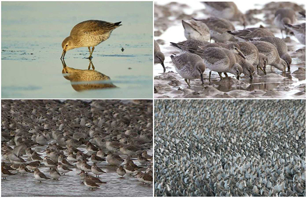 orkshop participants were asked how total bird numbers (and other aspects of bird diversity) affect their enjoyment of the coast, with images like these used to illustrate different possibilities.