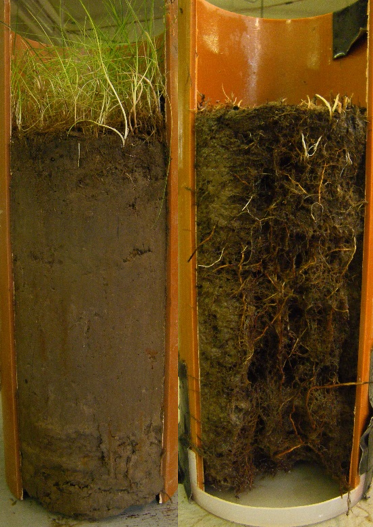 A core, before and after erosion tests (Note above-ground vegetation had been cut in the after picture).