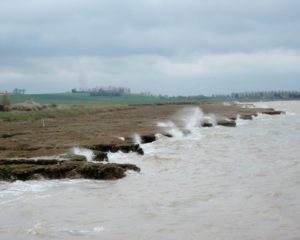 Healthy salt marshes are effective flood defences.